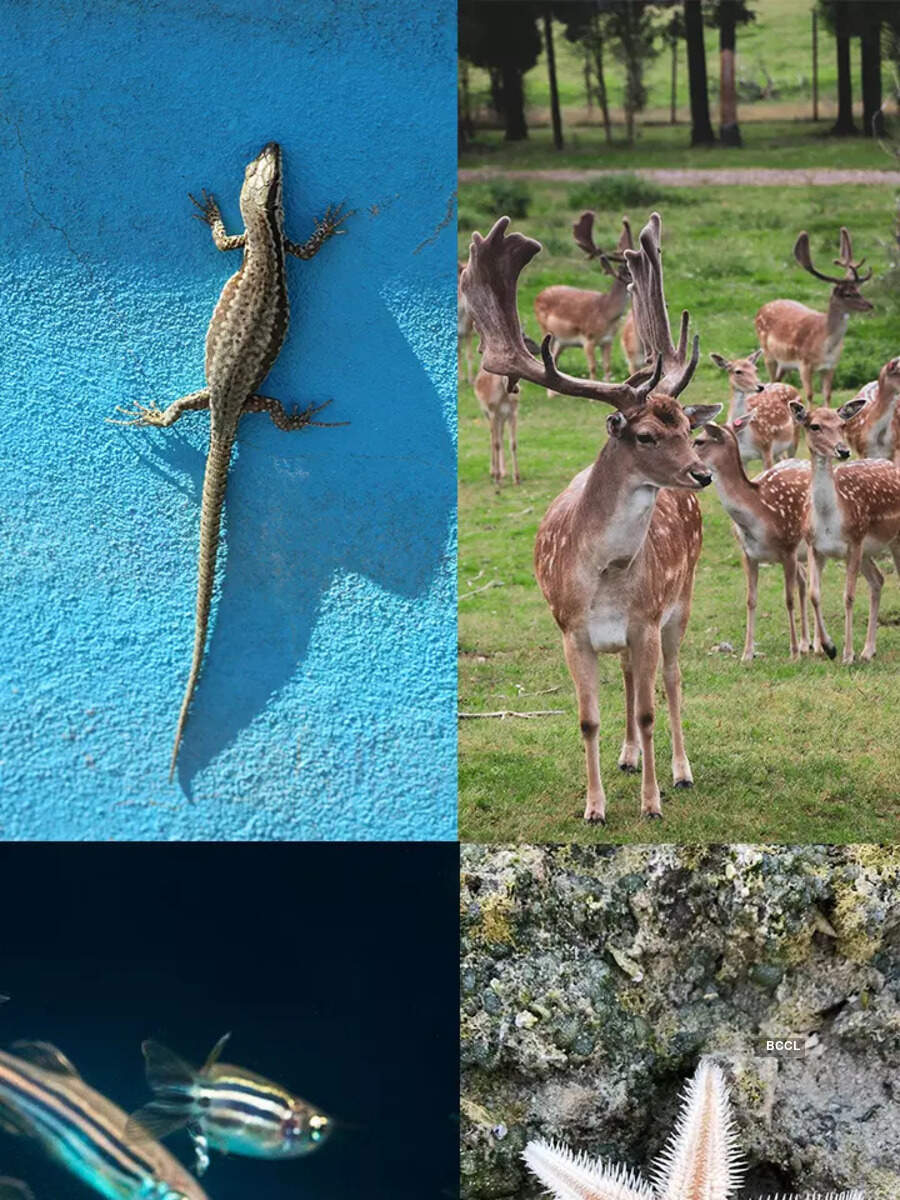 Animals that can regrow body parts Times of India