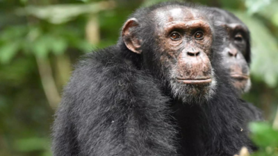 Chimpanzees use 'military-style' tactics to gain advantage on rival groups: Study