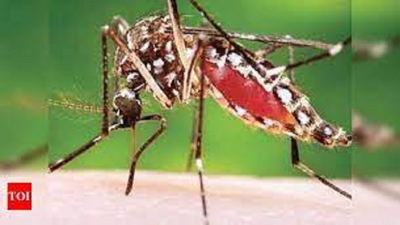 Karnataka on high alert after Zika virus found in mosquito sample