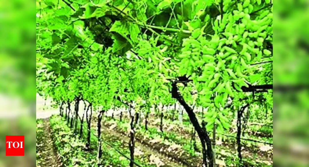 Nashik Nashik Dist To Register Bumper Grape Production This Season Nashik News Times of India