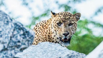 At leopard conservation site, roar of tourism is muted by mining, neglect