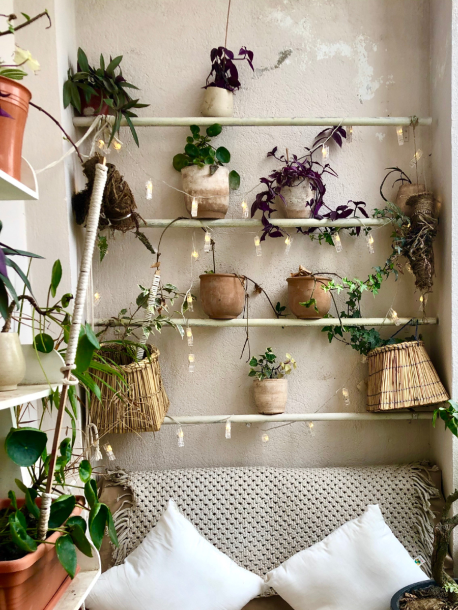 10-best-air-purifying-houseplants-times-now