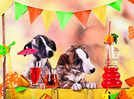 Try These Diwali Mocktails For Your Pets