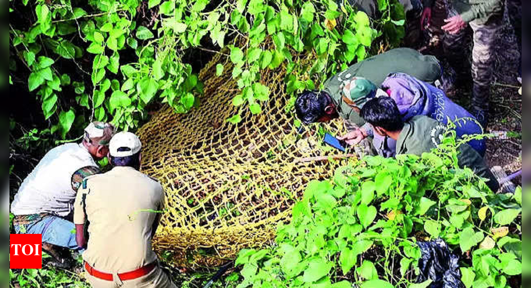 Pugmarks: 'If not shot, leopard would've attacked' | Bengaluru News ...