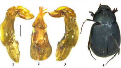Maladera Kolkataensis of Behala latest on beetle list