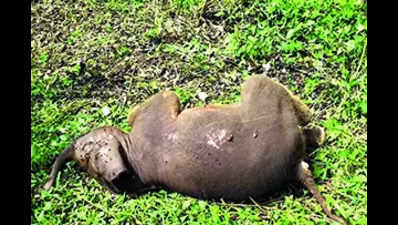 Elephant calf found dead in Conoor range of forests