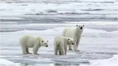 Polar bears replaced residents in soviet ghost town