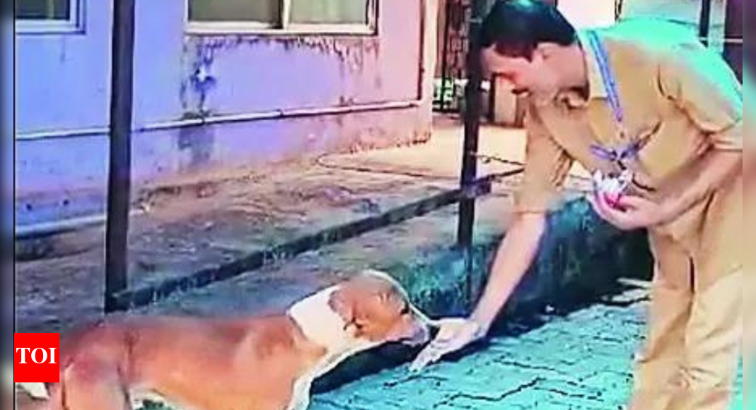 Hachiko: A Hachiko in Kerala: This dog has been waiting outside mortuary for 4 months | India News