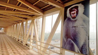 Monkey Intrusions Langur Cutouts To Scare Away Monkeys From Metro