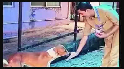 Heartwarming! Dog waiting for master's return outside mortuary since months