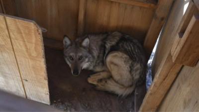 Biologists are keeping a close eye on a rare Mexican wolf that is wandering out of bounds