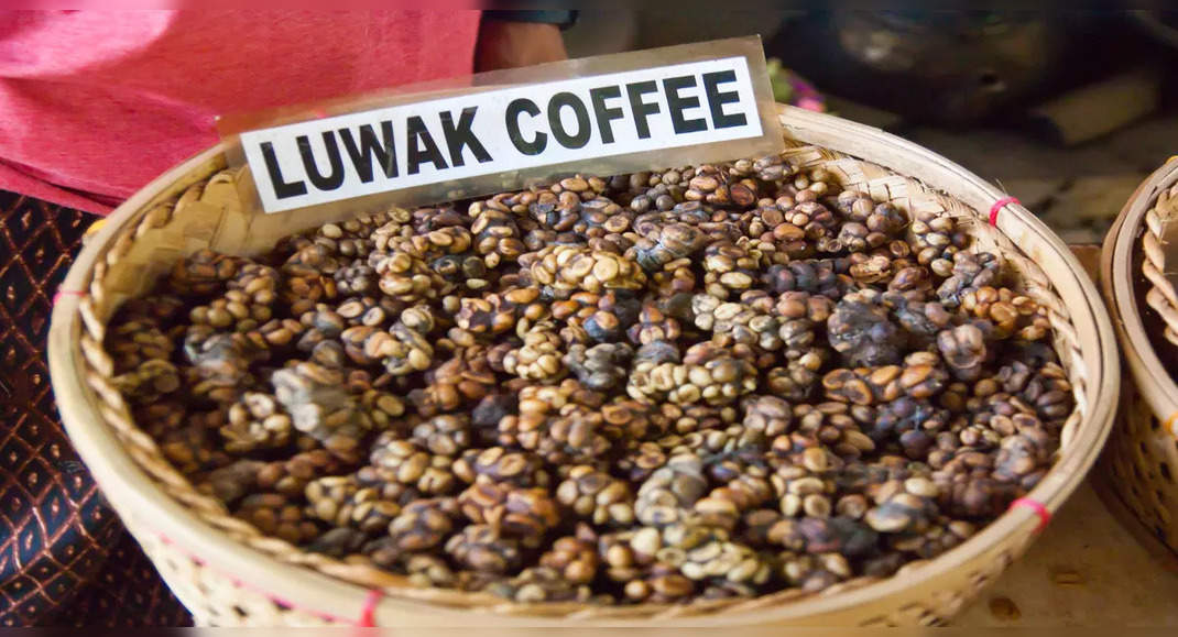 Kopi Luwak - $1,300 Per Kilogram