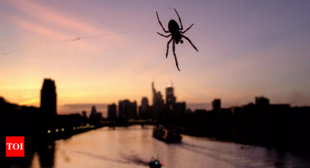 Joro spider is rapidly spreading in the U.S. They're not after you