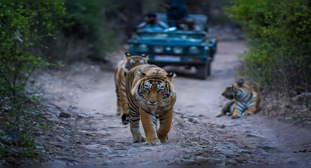 Top 10 Unforgettable Wildlife Safari Adventures in India - ConclusionWildlife Safari Adventures in India