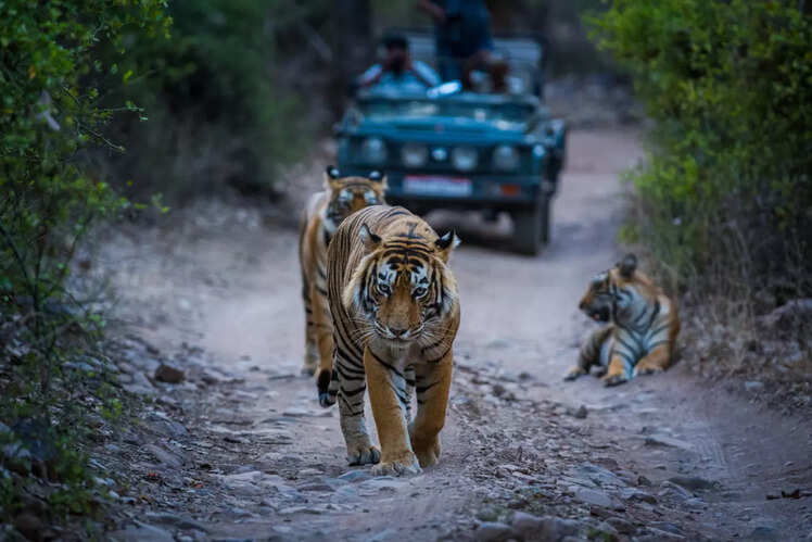 tiger safari in India