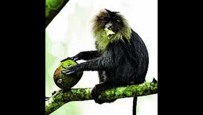 Forest dept to study lion-tailed macaques roaming Valparai