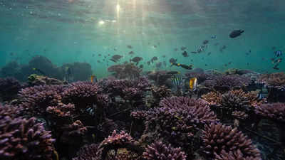 Central Marine Fisheries Research Institute's research on coral reefs garners national recognition