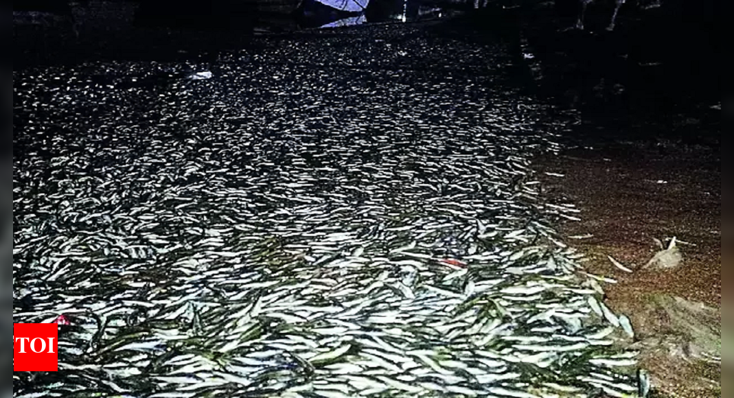 Sardines Found Sardines Found Dead In Palghar, Fishermen Assn Demands