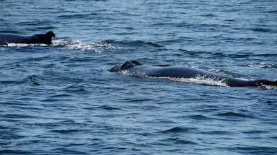 Orcas strike again: Polish yacht sinks off Morocco's coast in fierce 45-minute attack