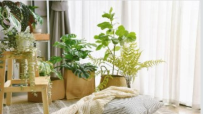 5 air-purifying plants for your home