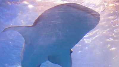 Brookfield zoo celebrates birth of shark pup through parthenogenesis