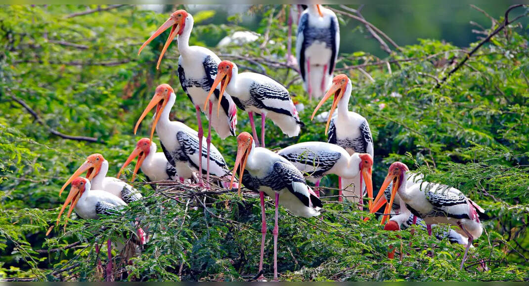 Winter trips: Bird sanctuaries in India to enjoy the season | Times of India Travel