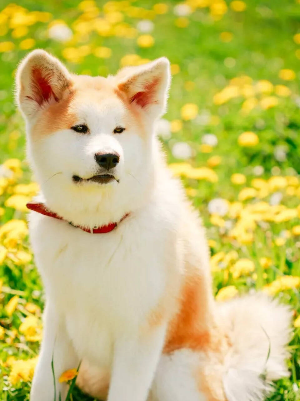 Hachiko Breed The Event Has Ended Candy Stalls And Akita Dog Parade 