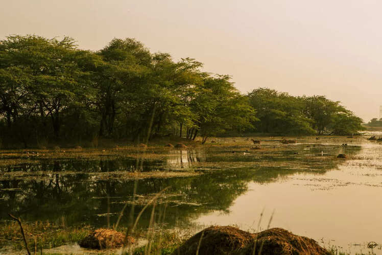 Sultanpur Bird Sanctuary, Haryana