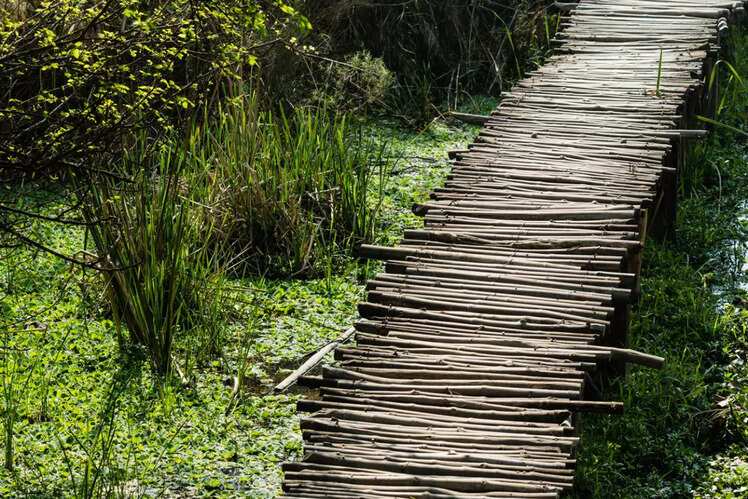 Okhla Bird Sanctuary, Delhi