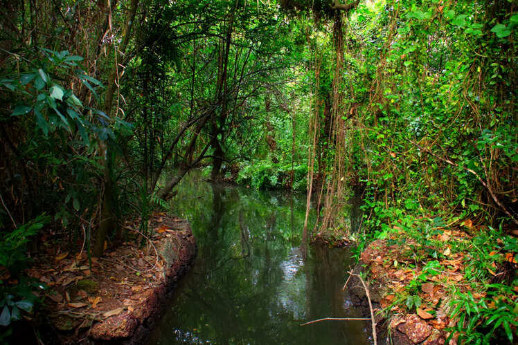Kumarakom Bird Sanctuary, Kerala