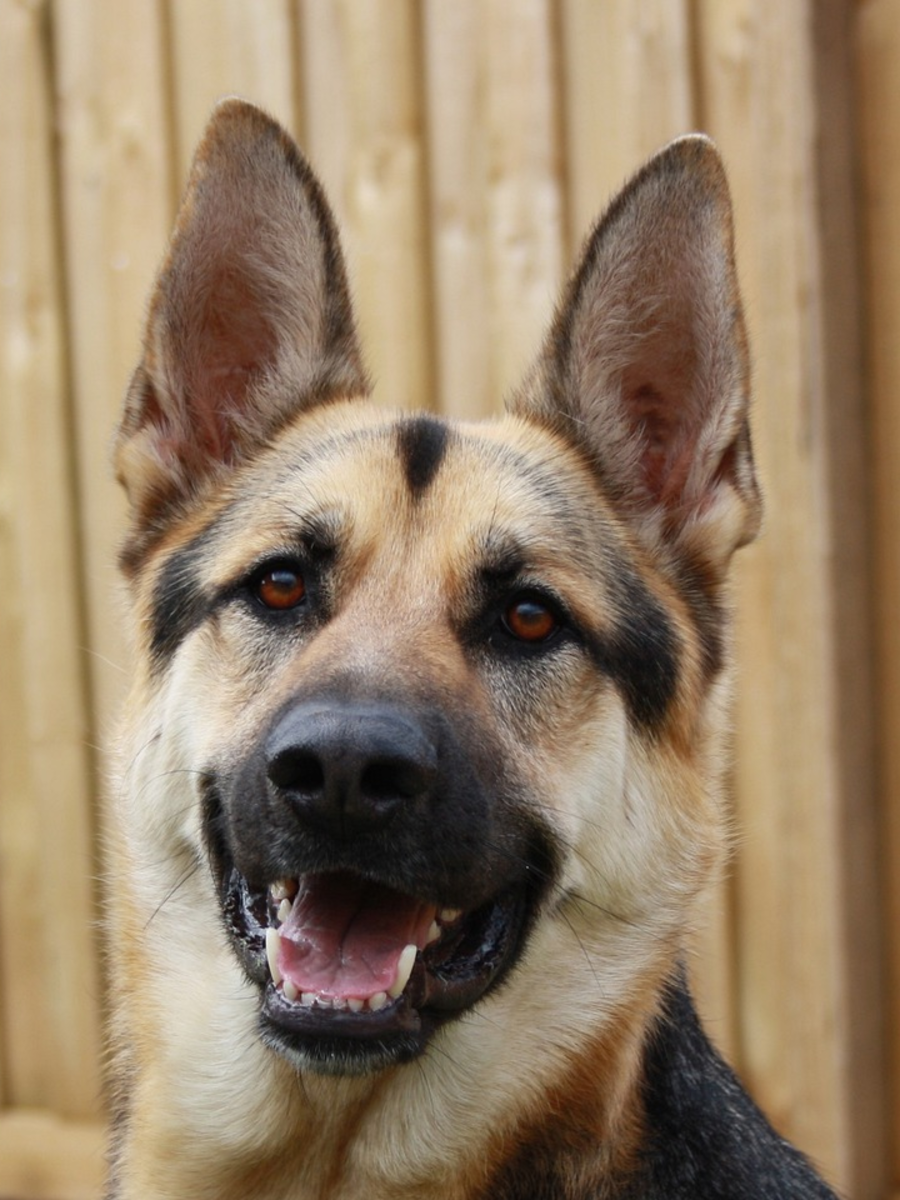 5 Types Of Working Dogs Times Now