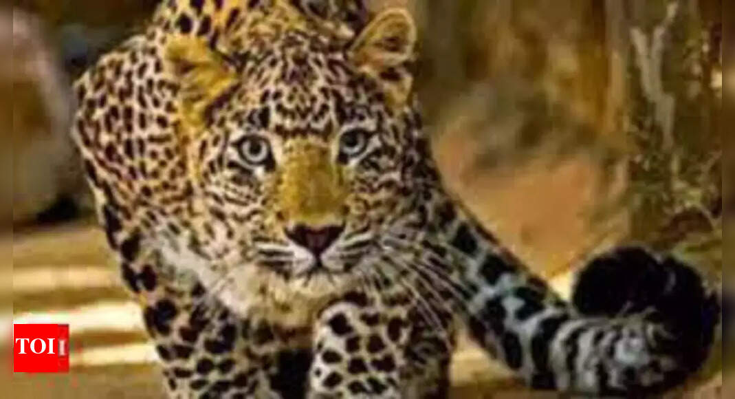 Leopard: Leopard Who Killed 2-year-old Child, Caught | Dehradun News ...