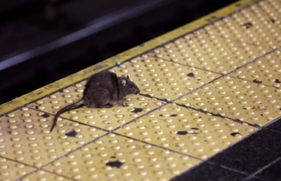 '100% effective': NYC's new rat-killing weapon is highly successful