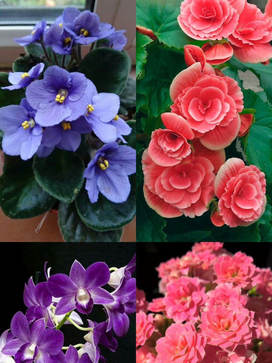 Best Flowering Plants for Home Decor As Per Vastu Times Now