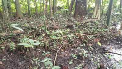 Goa leads way in protecting sacred groves, says expert