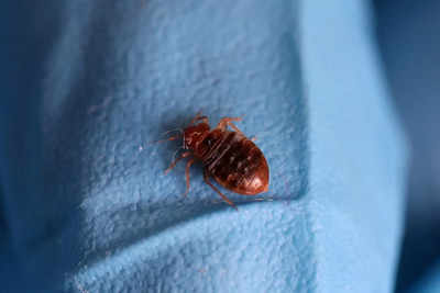 South Korea launches campaign against bedbugs as anxiety spreads
