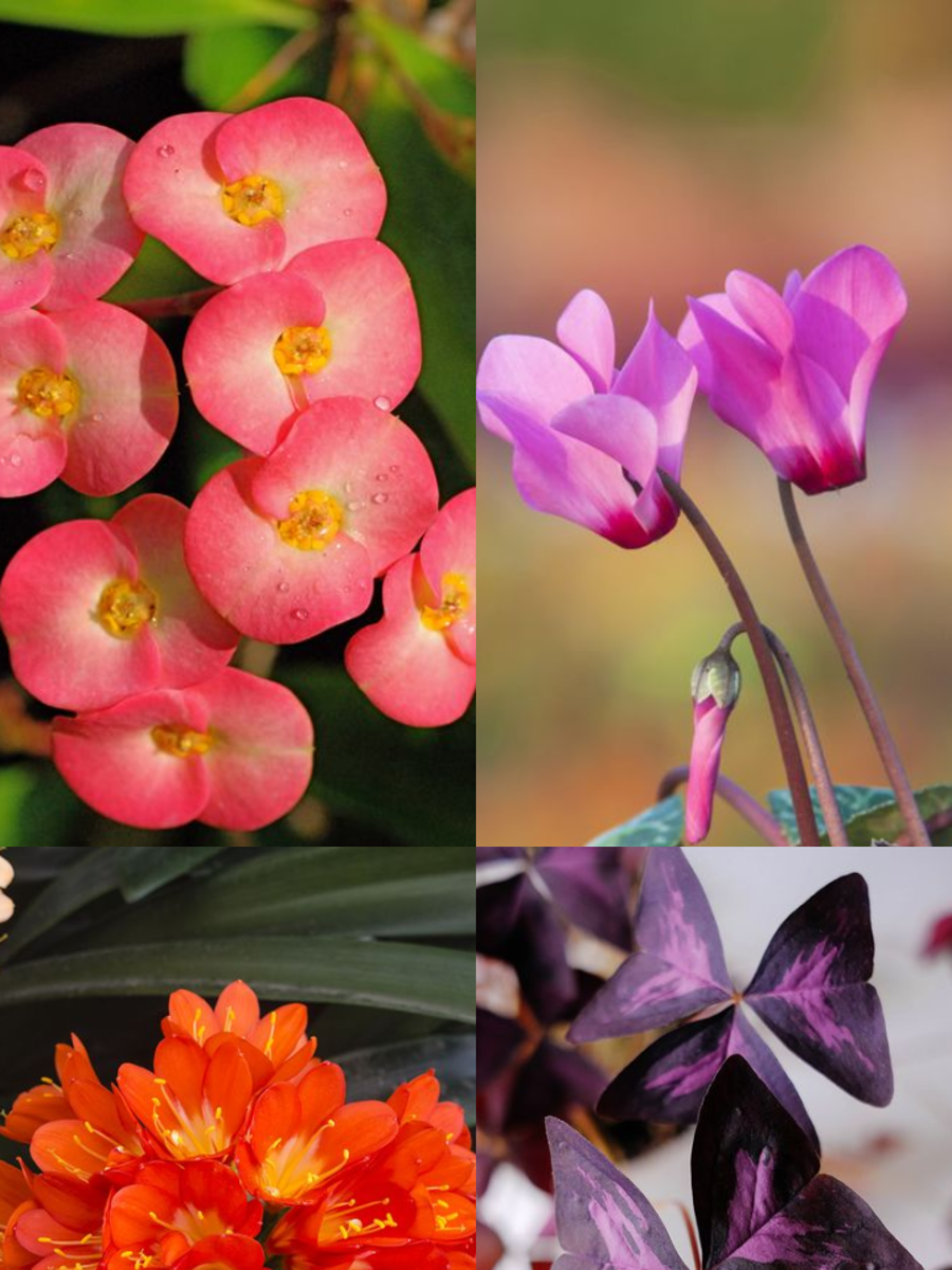 10 Best AllSeason Flowering Plants for Home Times Now