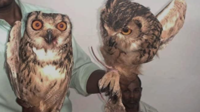 Two owls rescued from Avdha village in Gujarat's Valsad