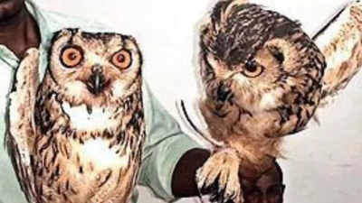 Owls saved from Kali Chaudas ritual