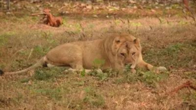 Ailing lioness dies at Safari Park in Etawah