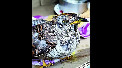 Migratory bird attacked by crows, saved by Lake birders