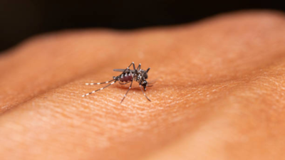 US approves world's 1st chikungunya vaccine