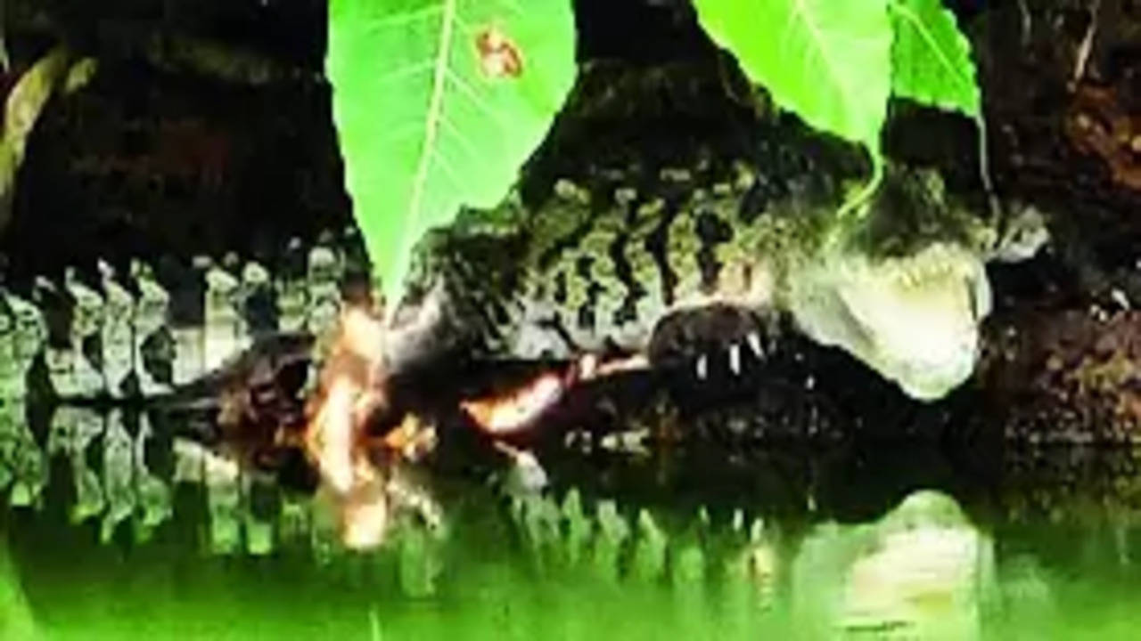 Australian Man Survives Crocodile Attack By Biting The Reptile On Its Eyelid