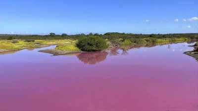 'Barbie' pond: Water mysteriously turns bright pink in this Hawaii refuge