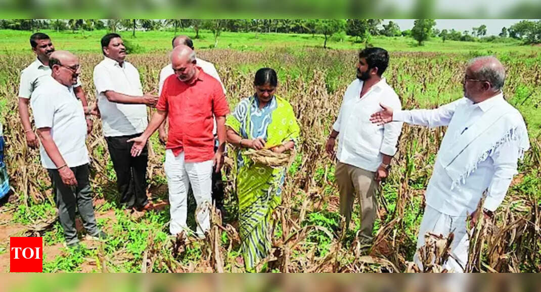 Drought Relief: Total Crop Loss In Mys Dist Estimated To Be ₹70 Crore ...