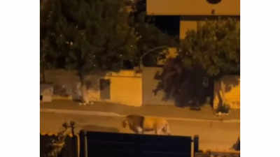 Shocking! Lion roams freely on the streets in Italy, watch video