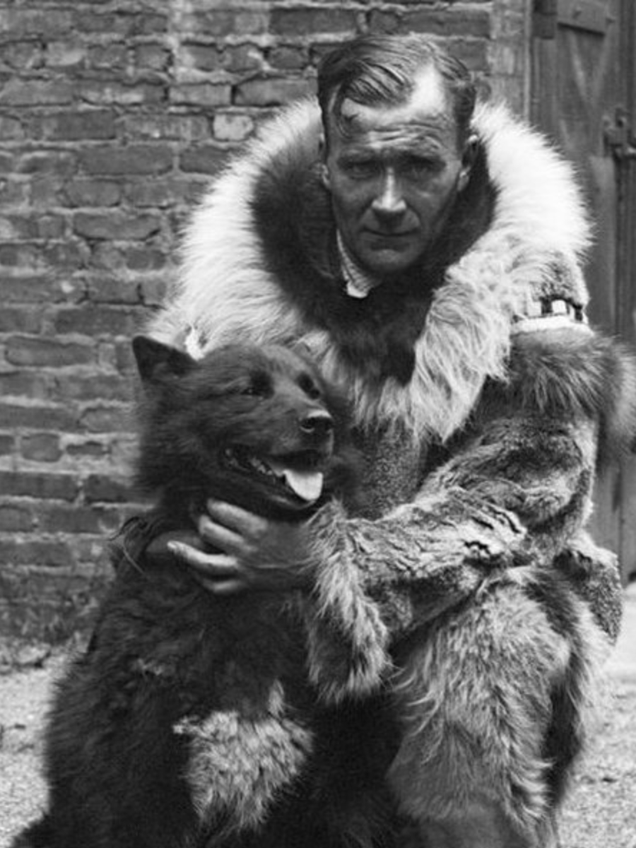 8 most heroic animals in history - Vimarsana News
