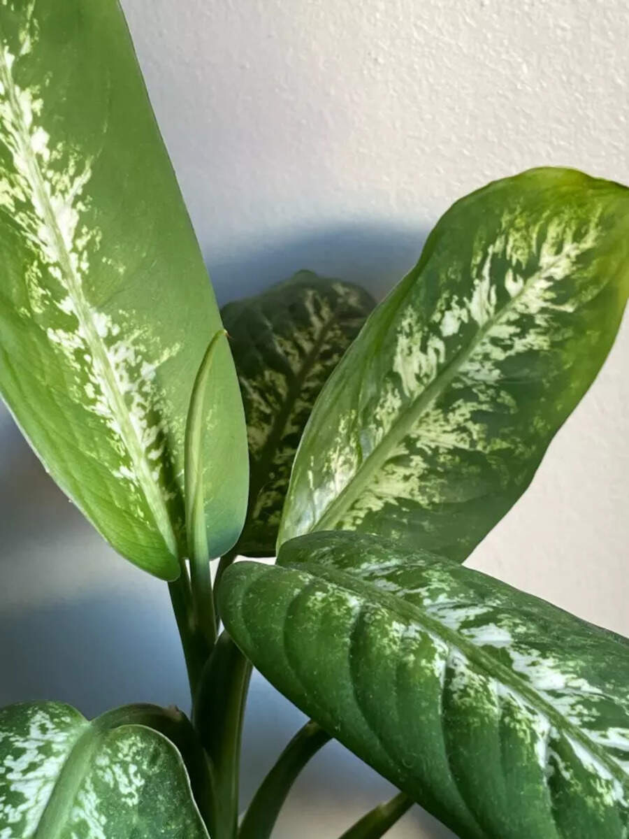 10 most poisonous plants found in India Times of India