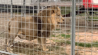 Rome: Circus lion escapes, gets captured after seven-hour hunt