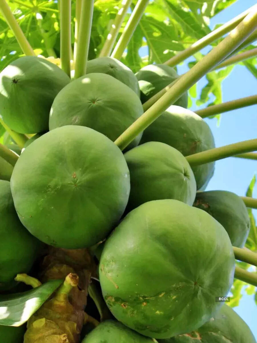 Green Papaya Benefits 12 benefits of eating raw or green papaya